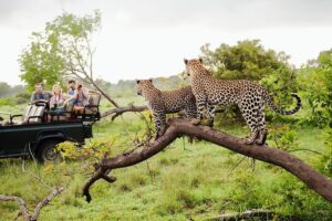 Leopard on the Prowl, Yala National Park