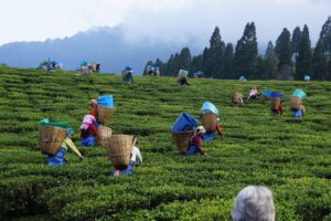 Tea Pickers, Nuwara Eliya Hills
